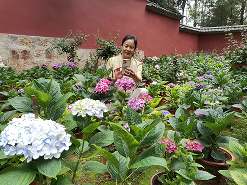 绣球花开引客来.jpg