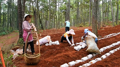 四寨村发展林下菌菇种植.jpg