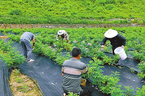 玫瑰花绽放致富路.jpg