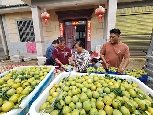 蜂糖李变身乡村“致富果”.jpg