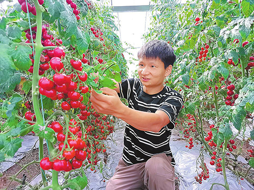 通海七彩小番茄助农增收