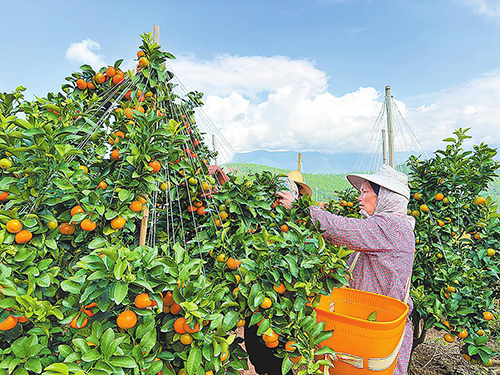 甘庄街道：千亩砂糖橘上市喜迎金秋