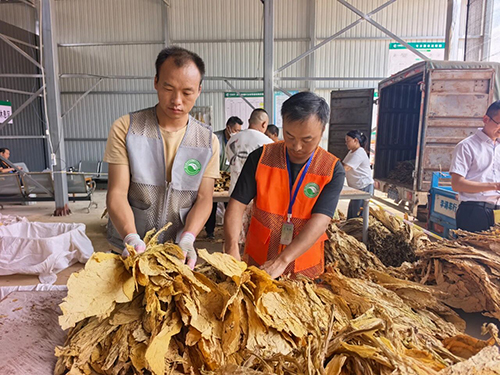 路居镇烤烟收购稳步推进.jpg 路居镇烤烟收购稳步推进.jpg