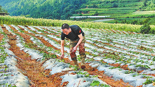 玉溪烟草全链革新助农增收.jpg 玉溪烟草全链革新助农增收.jpg